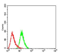 UCP2 Antibody (3F1B9) - BSA Free, Novus Biologicals 0.1mg; Unlabeled:Antibodies,