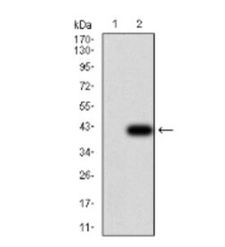 UCP2 Antibody (3F1B9) - BSA Free, Novus Biologicals 0.1mg; Unlabeled:Antibodies,
