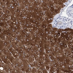 UDP glucose dehydrogenase Antibody, Novus Biologicals:Antibodies:Primary