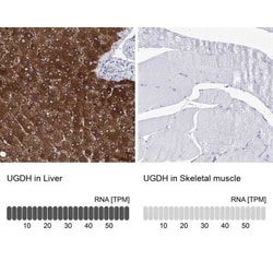 UDP glucose dehydrogenase Antibody, Novus Biologicals:Antibodies:Primary