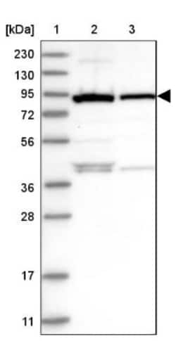 UFL1 Antibody, Novus Biologicals 0.1mL; Unlabeled:Antibodies, Polyclonal