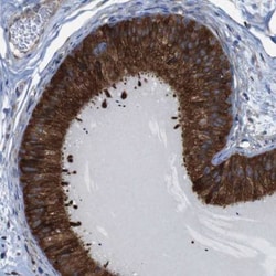 UGGT1 Antibody, Novus Biologicals:Antibodies:Primary Antibodies