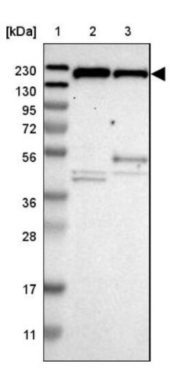 UGGT1 Antibody, Novus Biologicals:Antibodies:Primary Antibodies