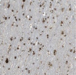 UGT8 Antibody, Novus Biologicals:Antibodies:Primary Antibodies