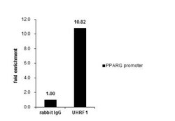 UHRF1 Antibody, Novus Biologicals 0.1mL; Unlabeled:Antibodies, Polyclonal