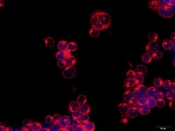 ULBP-3 Antibody, Novus Biologicals 0.1mL; Unlabeled:Antibodies, Polyclonal