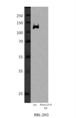 UNC13D/Munc 13-4 Antibody, Novus Biologicals 0.1 mg | Buy Online | Novus Biologicals | Fisher Scientific