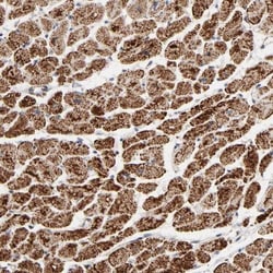 UQCRC1 Antibody, Novus Biologicals 25 &mu;L; Unlabeled:Antibodies, Polyclonal