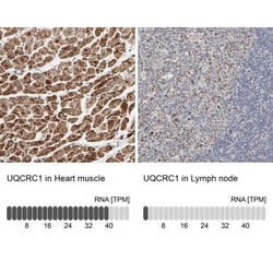 UQCRC1 Antibody, Novus Biologicals 25 &mu;L; Unlabeled:Antibodies, Polyclonal