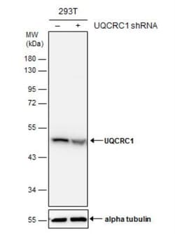 UQCRC1 Antibody, Novus Biologicals 0.1mL; Unlabeled:Antibodies, Polyclonal