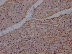 UQCRC2 Antibody (2F6), Novus Biologicals 100 &mu;g; Unconjugated:Antibodies,