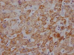 UQCRC2 Antibody (2F6), Novus Biologicals 100 &mu;g; Unconjugated:Antibodies,