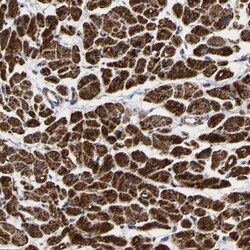 UQCRC2 Antibody, Novus Biologicals:Antibodies:Primary Antibodies