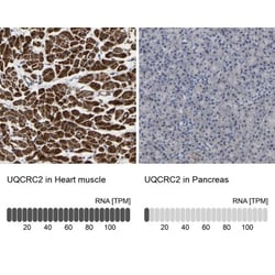 UQCRC2 Antibody, Novus Biologicals:Antibodies:Primary Antibodies
