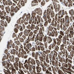 UQCRC2 Antibody, Novus Biologicals 25 &mu;L; Unlabeled:Antibodies, Polyclonal