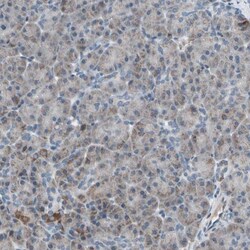 UQCRC2 Antibody, Novus Biologicals 25 &mu;L; Unlabeled:Antibodies, Polyclonal