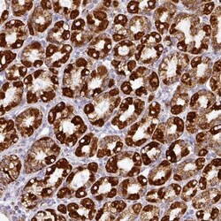 UQCRFS1 Antibody, Novus Biologicals:Antibodies:Primary Antibodies