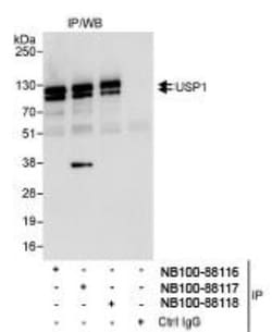 USP1 Antibody, Novus Biologicals 0.1mL; Unlabeled:Antibodies, Polyclonal