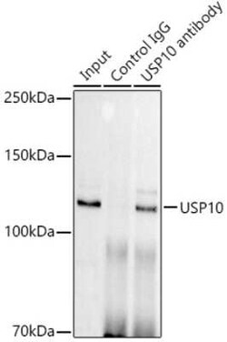 USP10 Rabbit anti-Human, Mouse, Clone: 9L6F3, Novus Biologicals 100 &mu;g | Buy Online | Novus Biologicals | Fisher Scientific