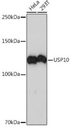 USP10 Rabbit anti-Human, Mouse, Clone: 9L6F3, Novus Biologicals 100 &mu;g | Buy Online | Novus Biologicals | Fisher Scientific