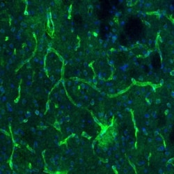 USP11 Antibody, Novus Biologicals:Antibodies:Primary Antibodies