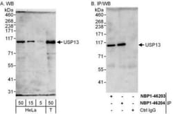 USP13 Antibody, Novus Biologicals 0.1mg; Unlabeled:Antibodies, Polyclonal