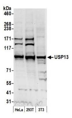 USP13 Antibody, Novus Biologicals 0.1mg; Unlabeled:Antibodies, Polyclonal