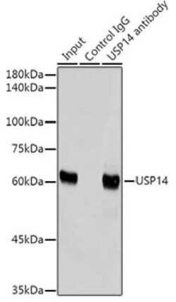 USP14 Rabbit anti-Human, Mouse, Rat, Clone: 3A3J1, Novus Biologicals:Antibodies:Primary