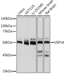 USP14 Rabbit anti-Human, Mouse, Rat, Clone: 3A3J1, Novus Biologicals:Antibodies:Primary