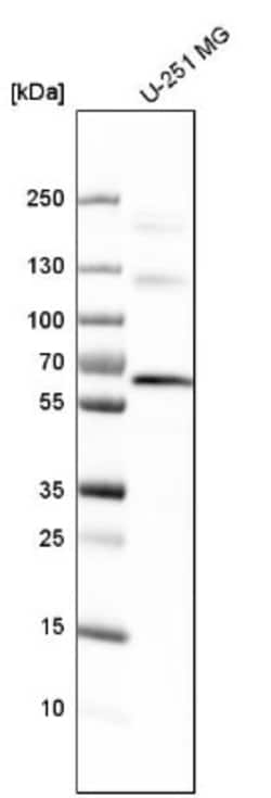 Spectrin beta 2 Antibody, Novus Biologicals:Antibodies:Primary Antibodies
