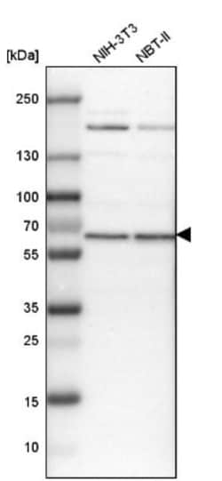 Spectrin beta 2 Antibody, Novus Biologicals:Antibodies:Primary Antibodies