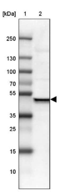KRBA2 Antibody, Novus Biologicals:Antibodies:Primary Antibodies