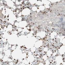 USP20 Antibody, Novus Biologicals:Antibodies:Primary Antibodies