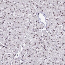 USP22 Antibody, Novus Biologicals:Antibodies:Primary Antibodies