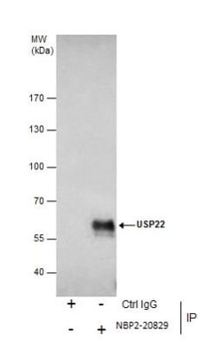 USP22 Antibody, Novus Biologicals 0.1mL; Unlabeled:Antibodies, Polyclonal