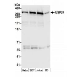 USP24 Antibody, Novus Biologicals 0.1mg; Unlabeled:Antibodies, Polyclonal