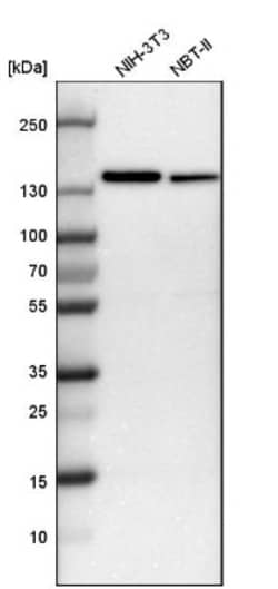USP28 Antibody, Novus Biologicals 25 &mu;L; Unlabeled:Antibodies, Polyclonal