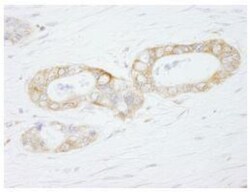 USP3 Antibody, Novus Biologicals 0.1mg; Unlabeled:Antibodies, Polyclonal
