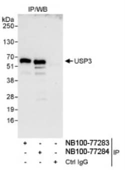 USP3 Antibody, Novus Biologicals 0.1mg; Unlabeled:Antibodies, Polyclonal