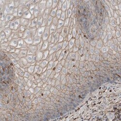 USP34 Antibody, Novus Biologicals:Antibodies:Primary Antibodies
