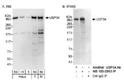 USP34 Antibody, Novus Biologicals 0.1mL; Unlabeled:Antibodies, Polyclonal