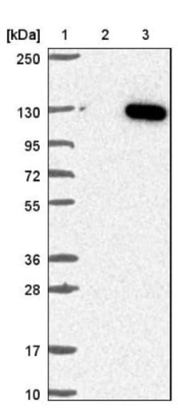 anti-USP38, Polyclonal, Novus Biologicals 0.1mL; Unlabeled:Antibodies,