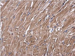 USP4 Antibody, Novus Biologicals 0.1mL; Unlabeled:Antibodies, Polyclonal