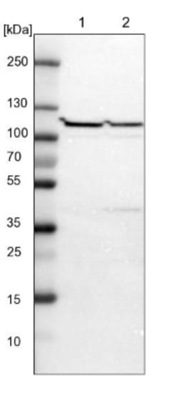 KIF2B Antibody, Novus Biologicals:Antibodies:Primary Antibodies