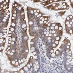 USP43 Antibody, Novus Biologicals:Antibodies:Primary Antibodies