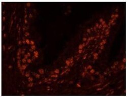USP47 Antibody, Novus Biologicals 0.1mg; Unlabeled:Antibodies, Polyclonal