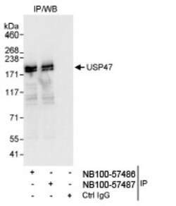 USP47 Antibody, Novus Biologicals 0.1mg; Unlabeled:Antibodies, Polyclonal