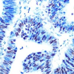 USP7 Rabbit anti-Human, Mouse, Rat, Clone: 3J7G1, Novus Biologicals:Antibodies:Primary