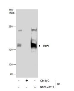 USP7 Antibody (6512), Novus Biologicals 0.1mL; Unlabeled:Antibodies, Monoclonal