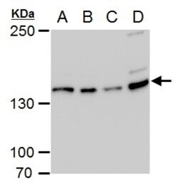 USP7 Antibody (6512), Novus Biologicals 0.1mL; Unlabeled:Antibodies, Monoclonal